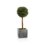 Zodax Cypress Round Topiary Large