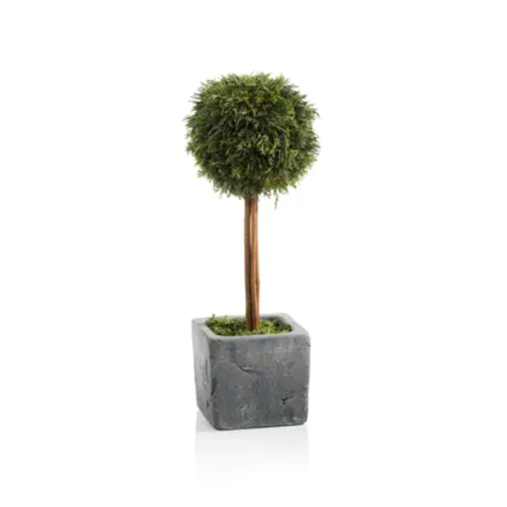 Zodax Cypress Round Topiary Large