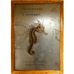 Elizabeth Lucas Metal Seahorse Print Framed in Wood