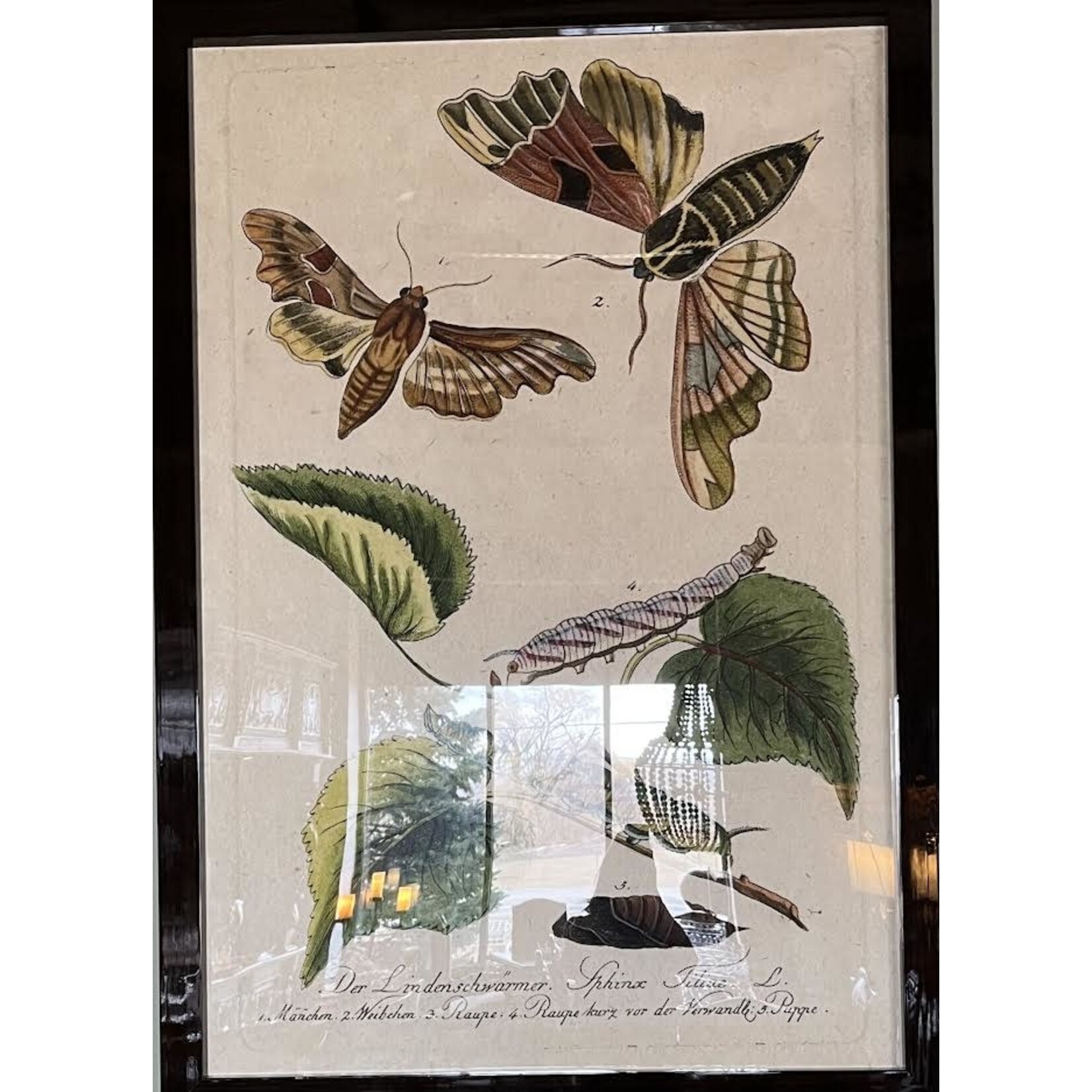 Wendover Art Group Moth Grande Framed Artwork