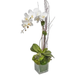 The Ivy Guild White Orchid and Succulent  6" Pot Arrangement