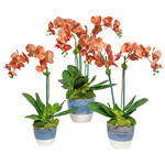 The Ivy Guild Coral Orchids Faux Floral Arrangement - Medium