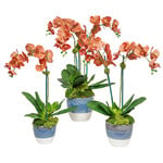 The Ivy Guild Coral Orchids Med Arrangement