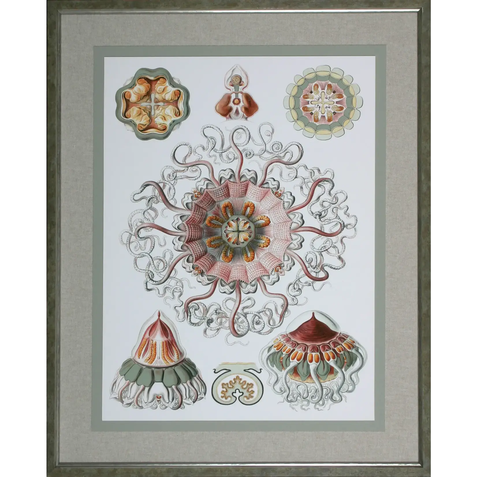 Shadow Catchers Framed Sophisticated Sea Life IV Artwork