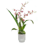The Ivy Guild Red Faux Oncidium Tyler Floral Arrangement