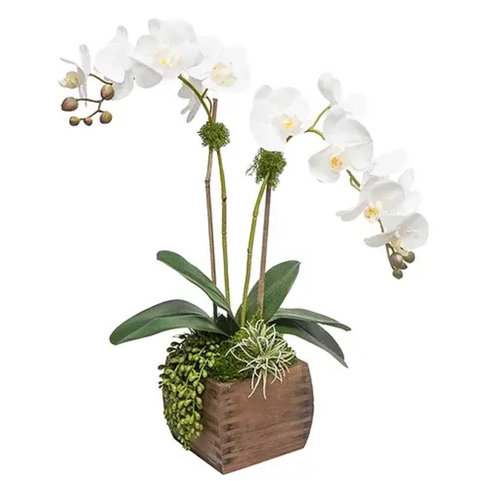 The Ivy Guild White Orchids In Small Wood Box Arrangement