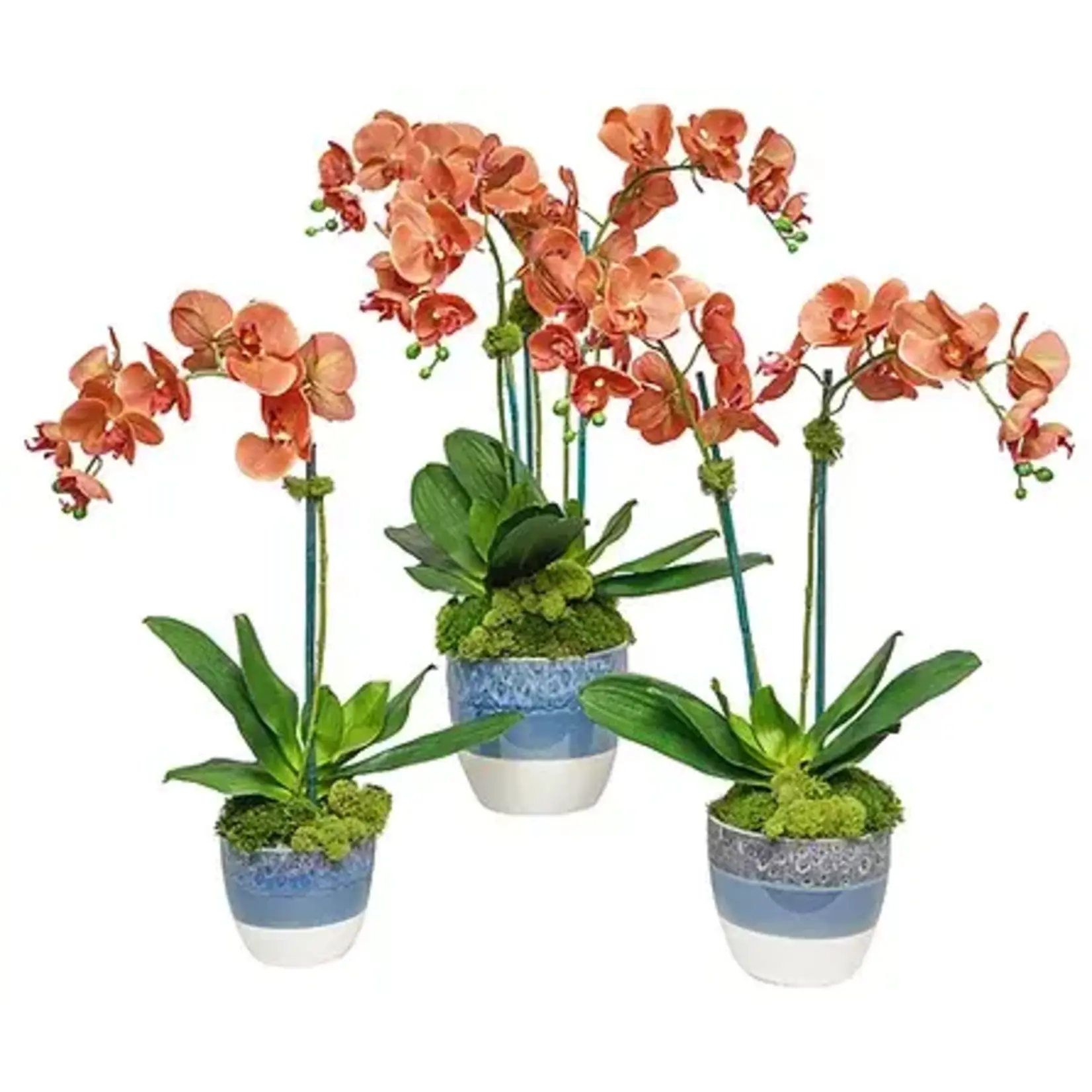 The Ivy Guild Coral Orchids Small Arrangement