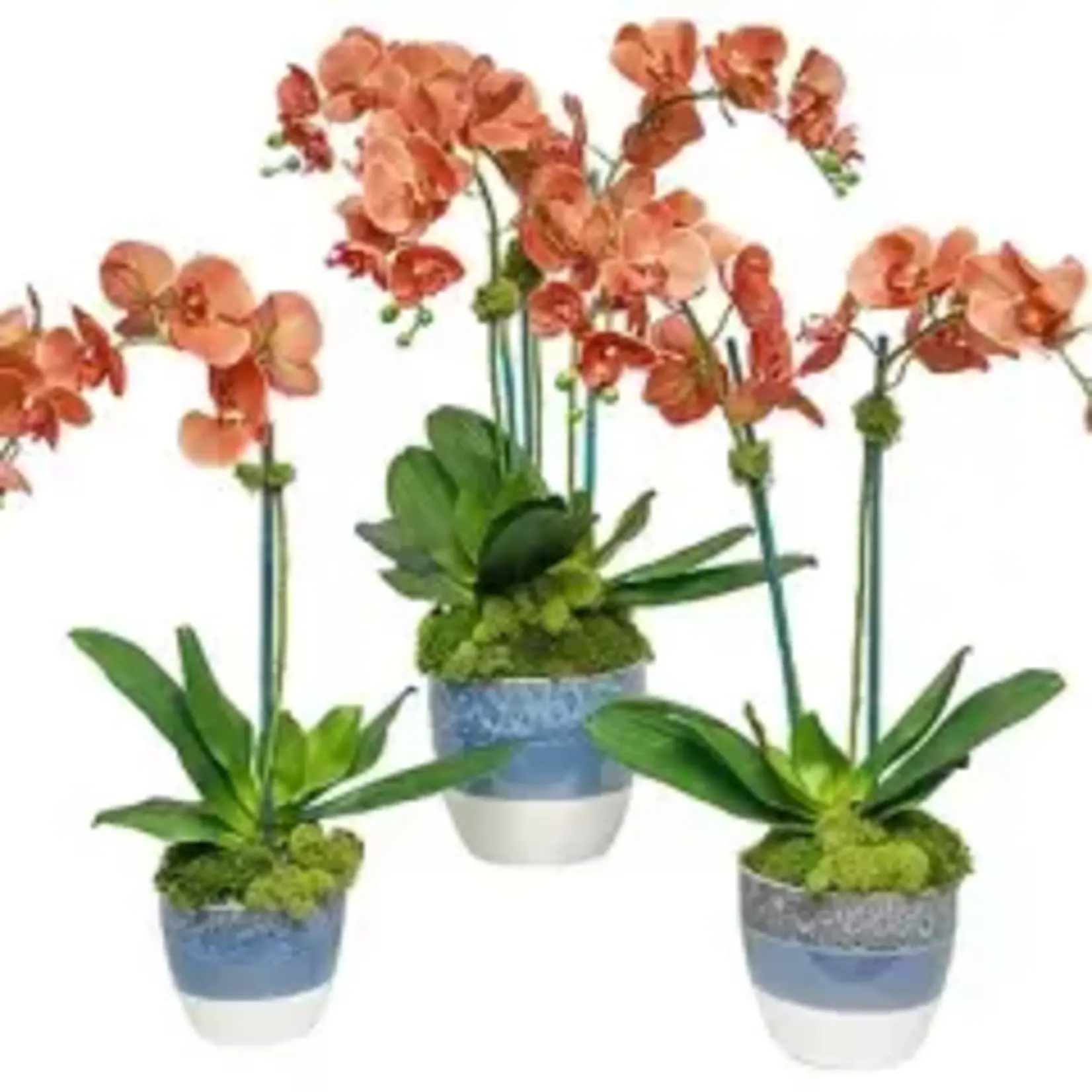 The Ivy Guild Coral Orchids Large Arrangement