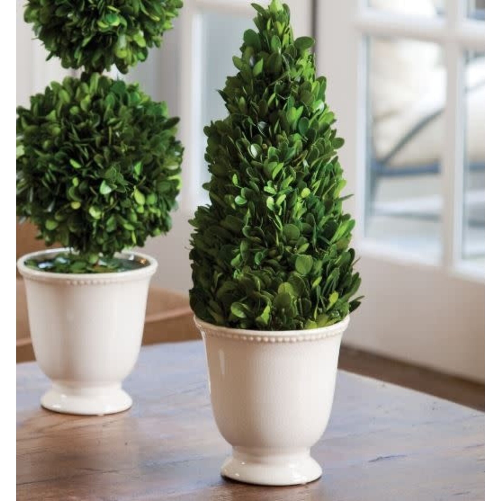 Napa Home and Garden Preserved Boxwood Cone In Beaded White Pot