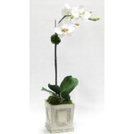 Bougainvillea White & Green Two Spike Orchid Arrangement in Wooden Grey Silver Container