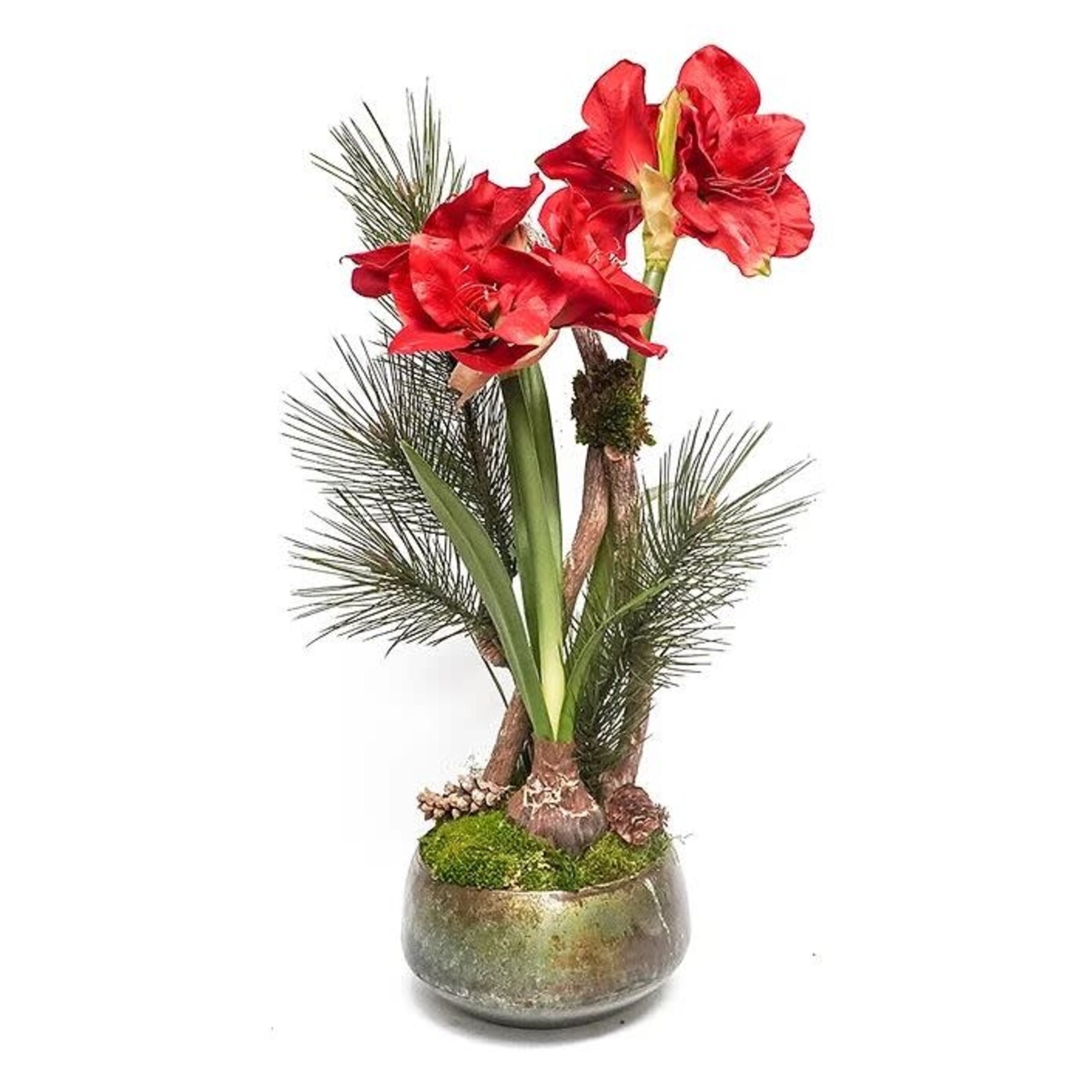 The Ivy Guild Red Amaryllis Arrangement in Sosa Bowl