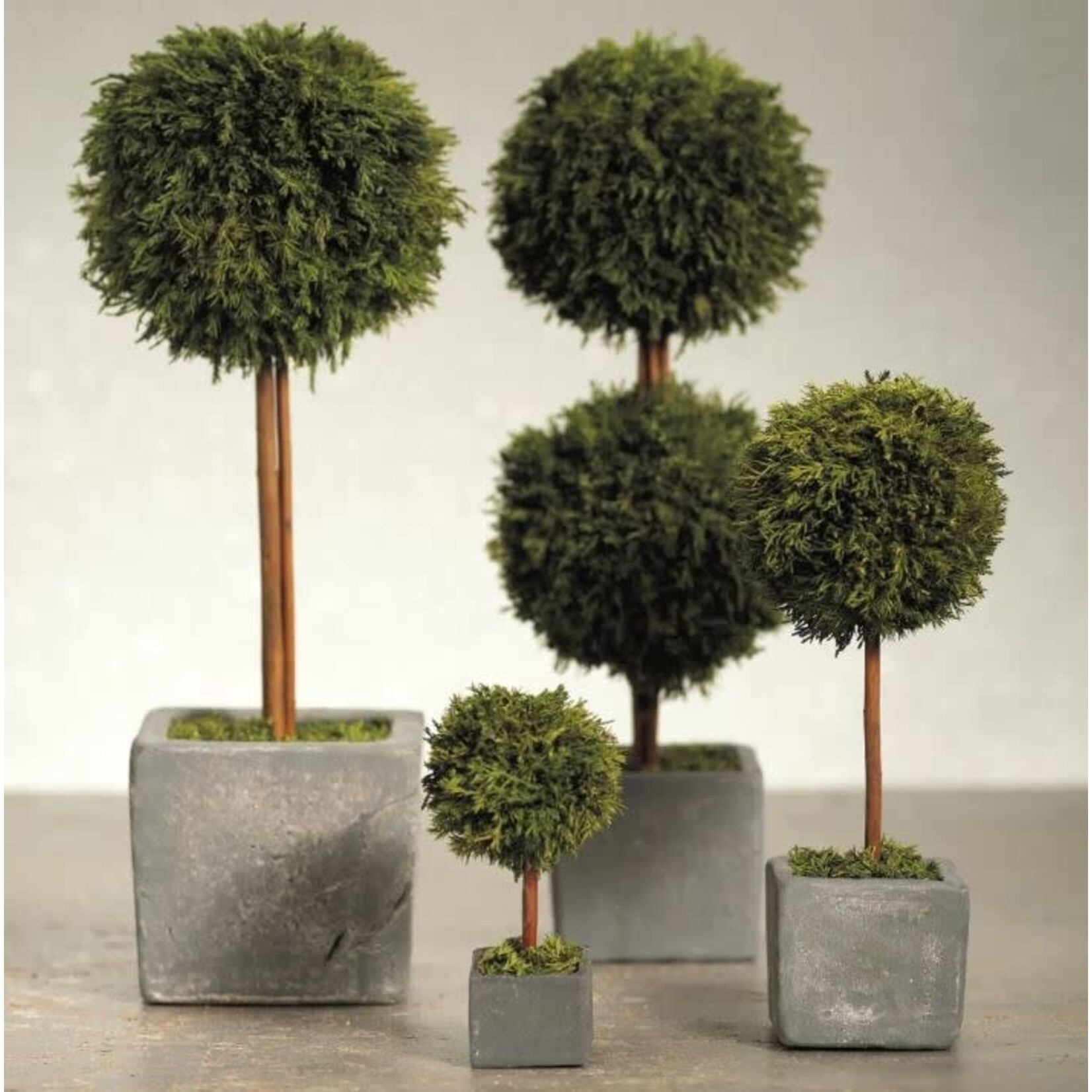 Zodax Cypress Round Double Preserved Topiary