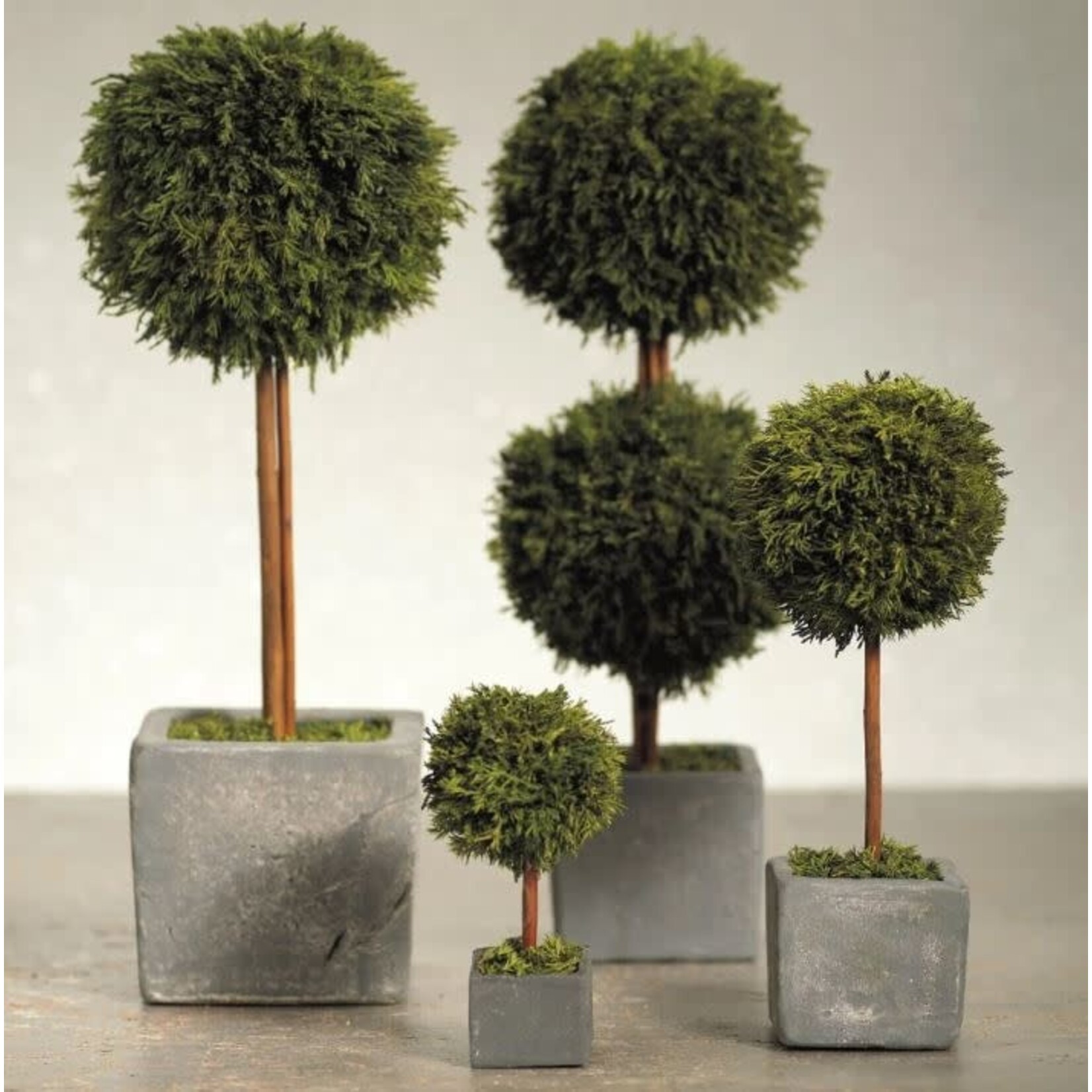 Zodax Cypress Round Double Topiary