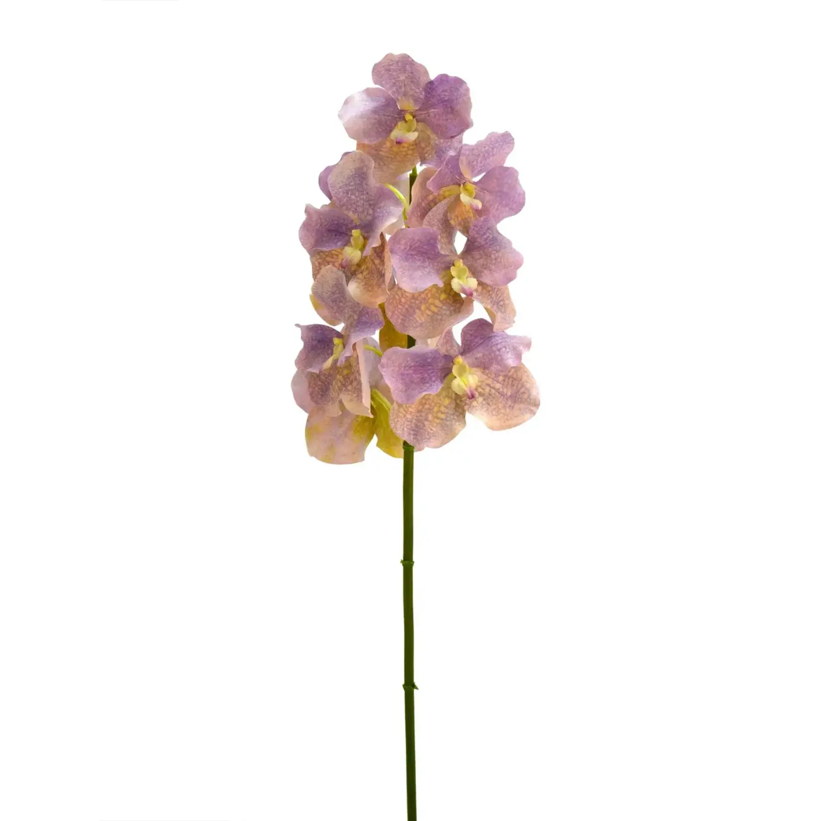 Winward Floral & Seasonal Decor Vanda Orchid