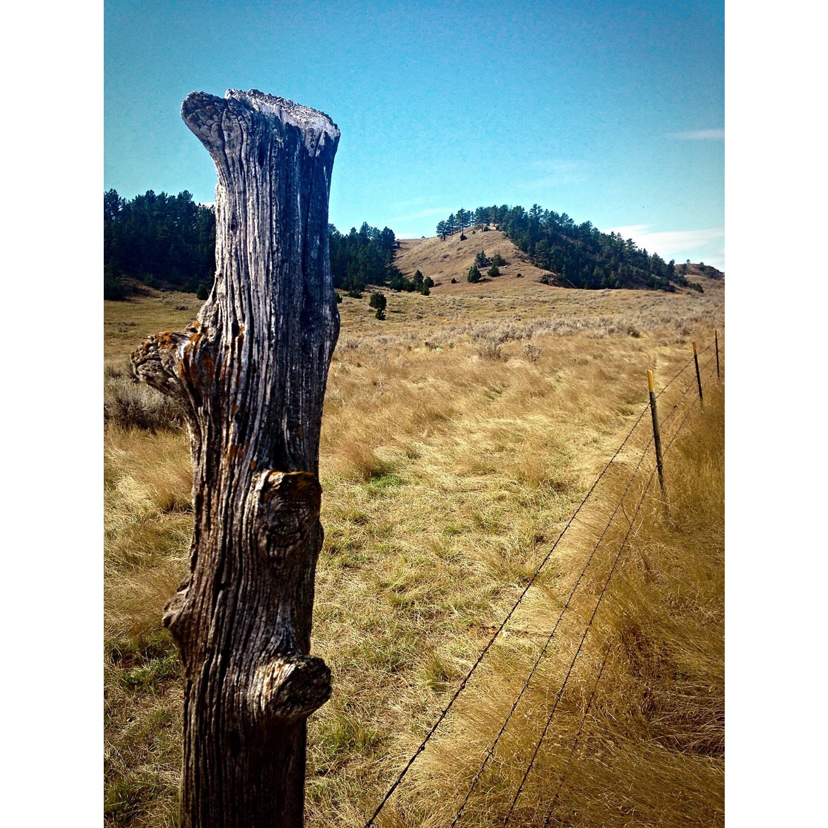 Rocky Mountain Rustic Hand Carved Reclaimed Cedar Wood Duck Fence Post
