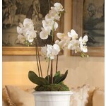 Napa Home and Garden Phalaenopsis Orchid Drop in 30"