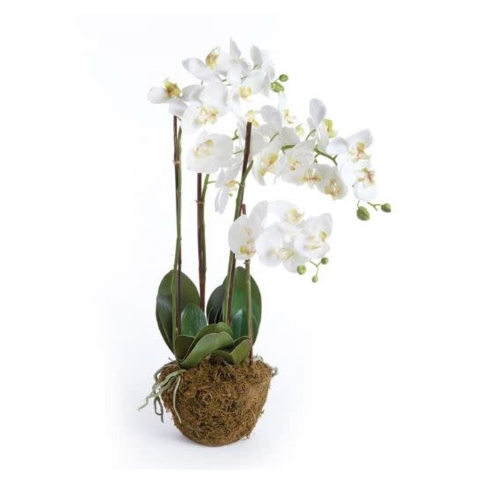 Napa Home and Garden Phalaenopsis Orchid Drop in 30"
