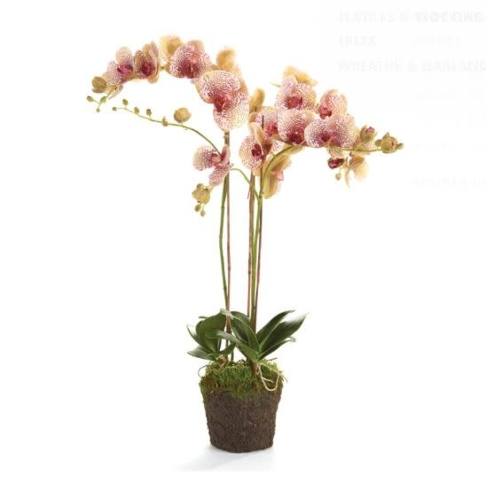 Napa Home and Garden Phalaenopsis Orchid Drop in Burgundy 32"