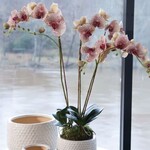 Napa Home and Garden Phalaenopsis Orchid Drop in Burgundy 32"