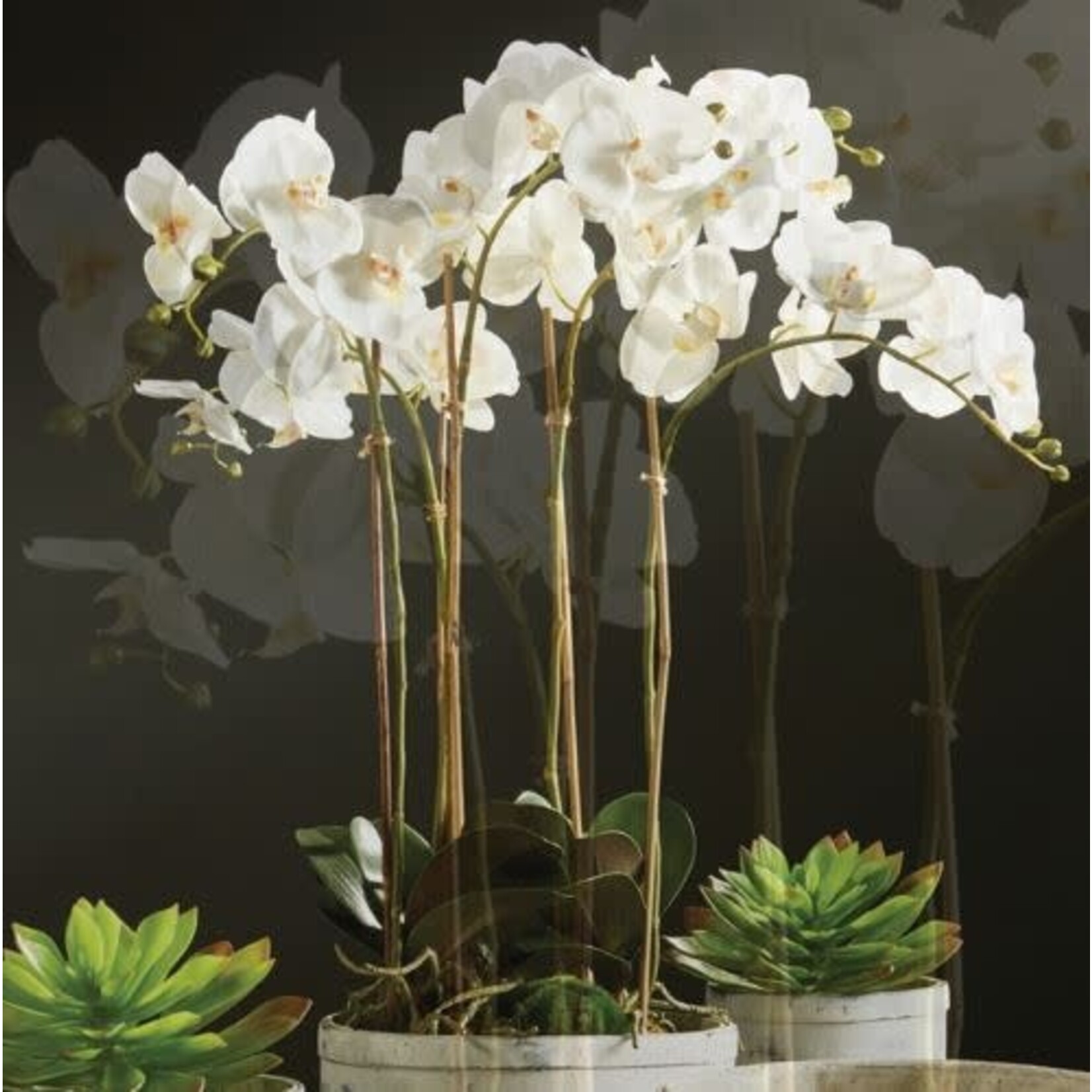 Napa Home and Garden Phalaenopsis Orchid Ball Drop in 25" White