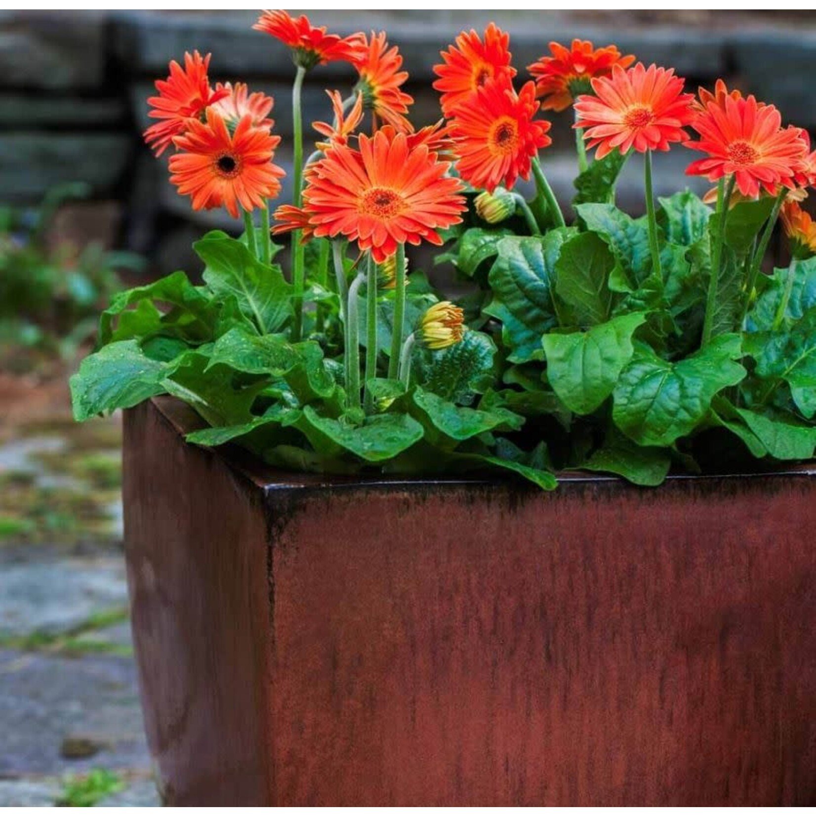 Campania Blake Colorful Glazed Planter