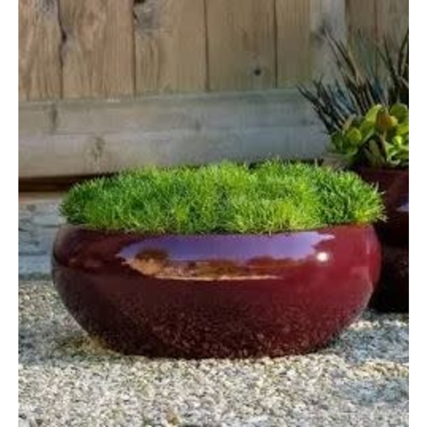 Campania Sasha Plum Burgundy Glazed Terracotta Planter