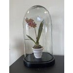 Vagabond Vintage Oval Glass Dome Wood Base