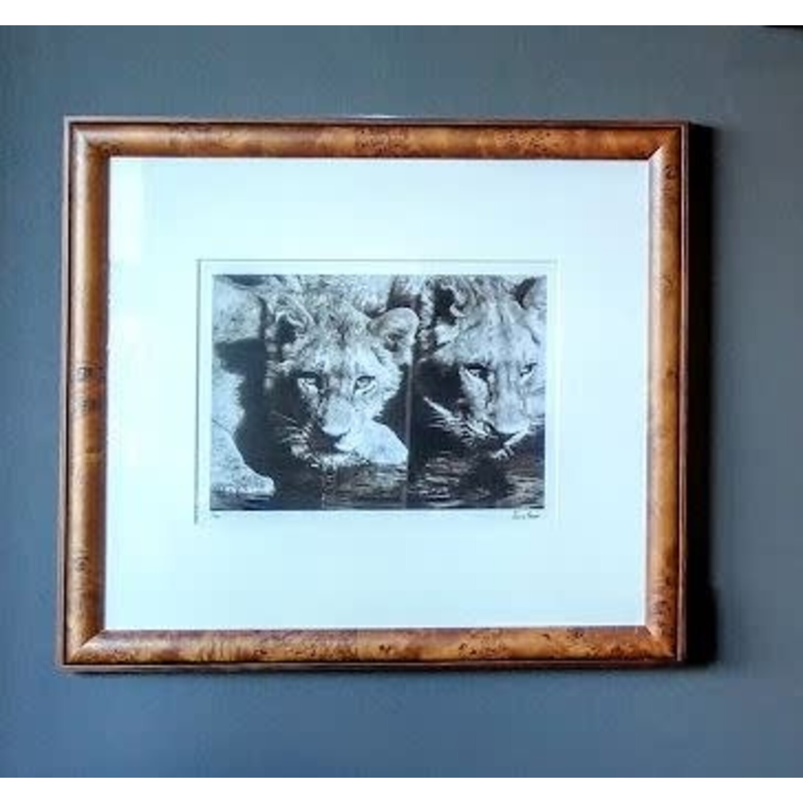 Trowbridge Gallery Lions Drinking  Safari Framed  Art Print