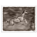 Trowbridge Gallery African Deer Framed Art Print