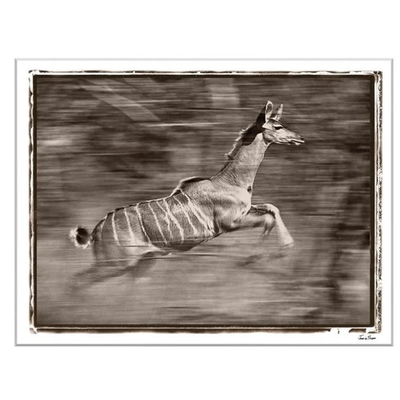 Trowbridge Gallery African Deer Framed Art Print