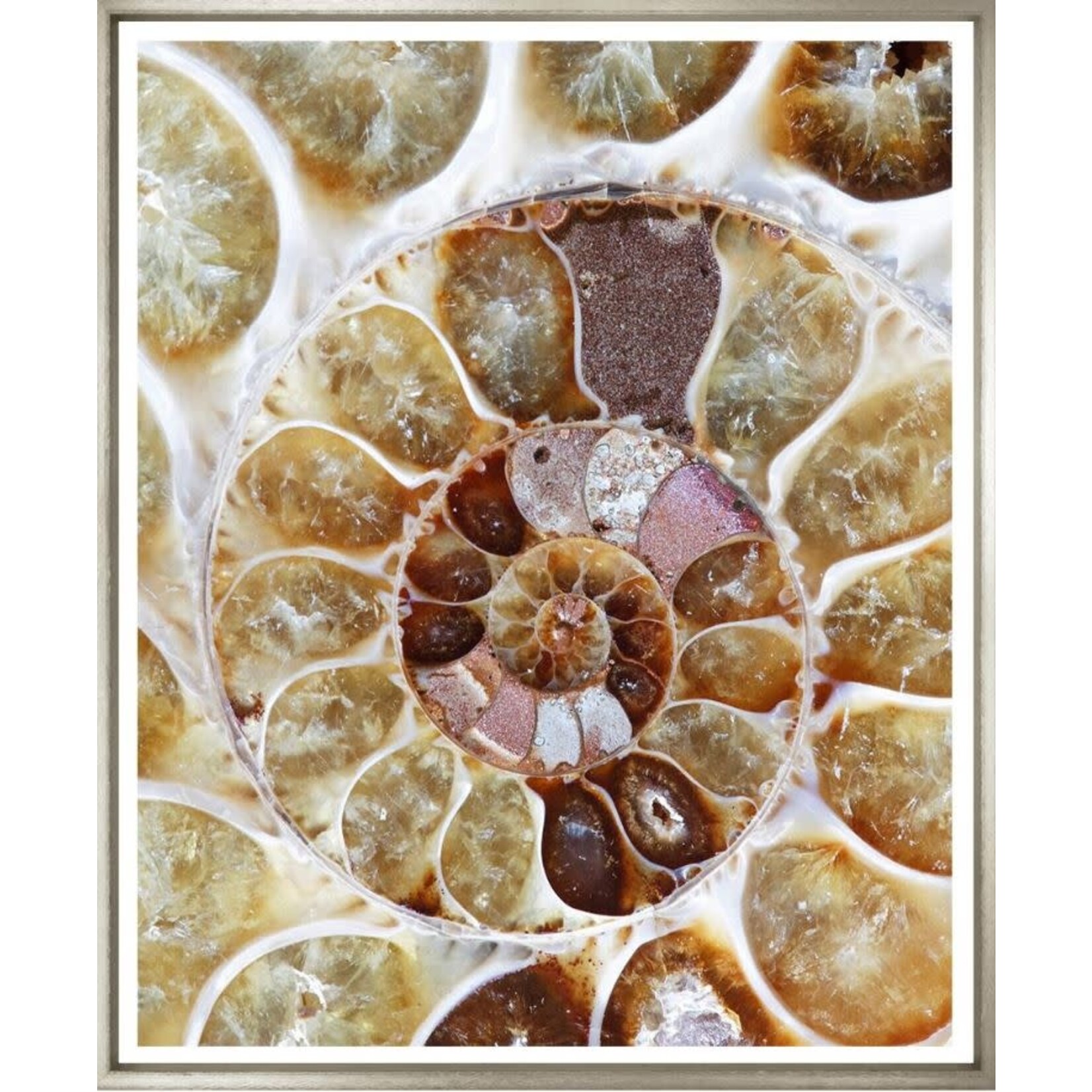 Trowbridge Gallery Ammonite Collection Framed Artwork