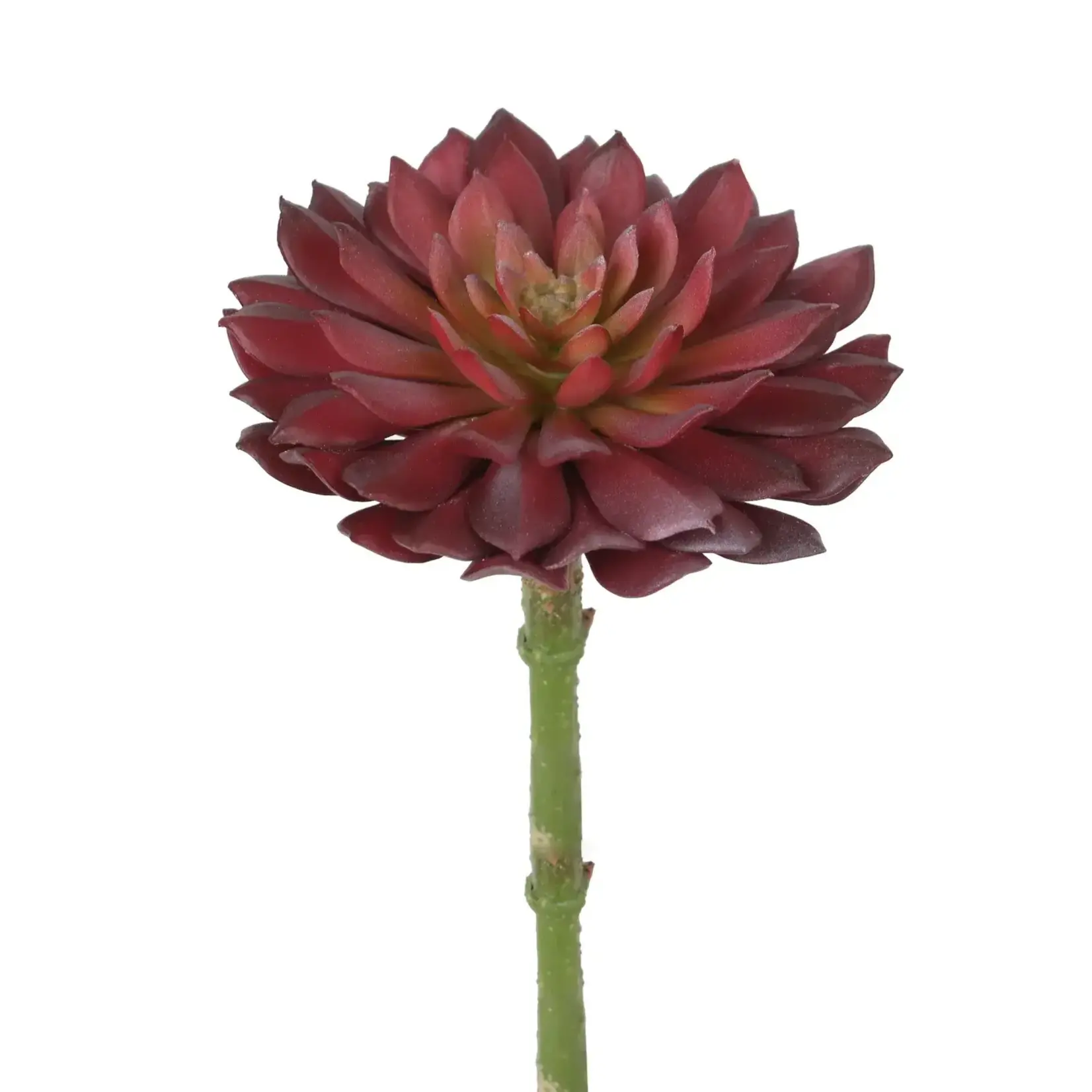 Winward Floral & Seasonal Decor Graptosedum Succulent 8" Pick Burgundy