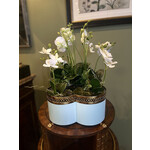 Designer's Studio White Orchid Cachepot Arrangement