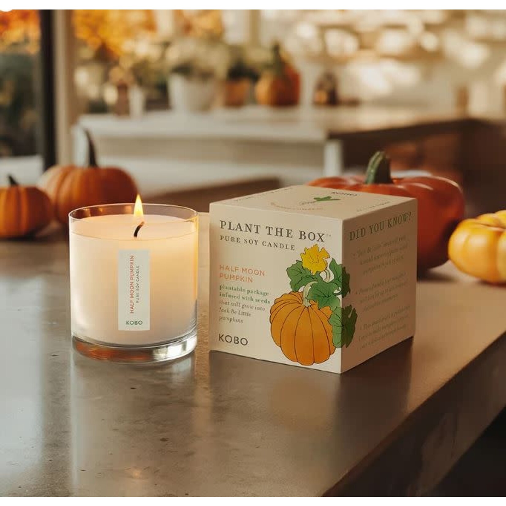 Kobo Half Moon Pumpkin Plant The Box 9 oz Candle