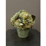 Botanica Blue Hydrangeas in Small Pot