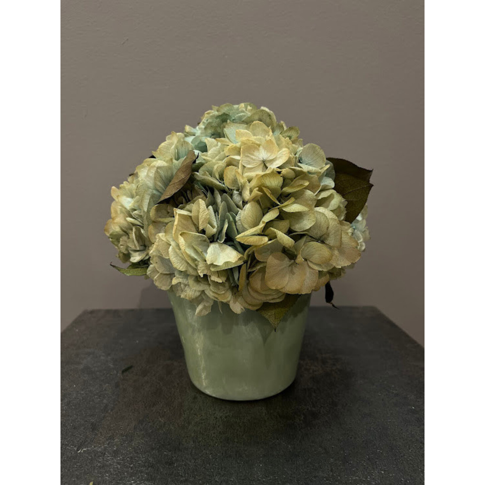 Botanica Blue Hydrangeas in Small Pot