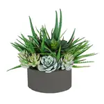 Winward Floral & Seasonal Decor Aloe Succulents Mix Tray Arrangement