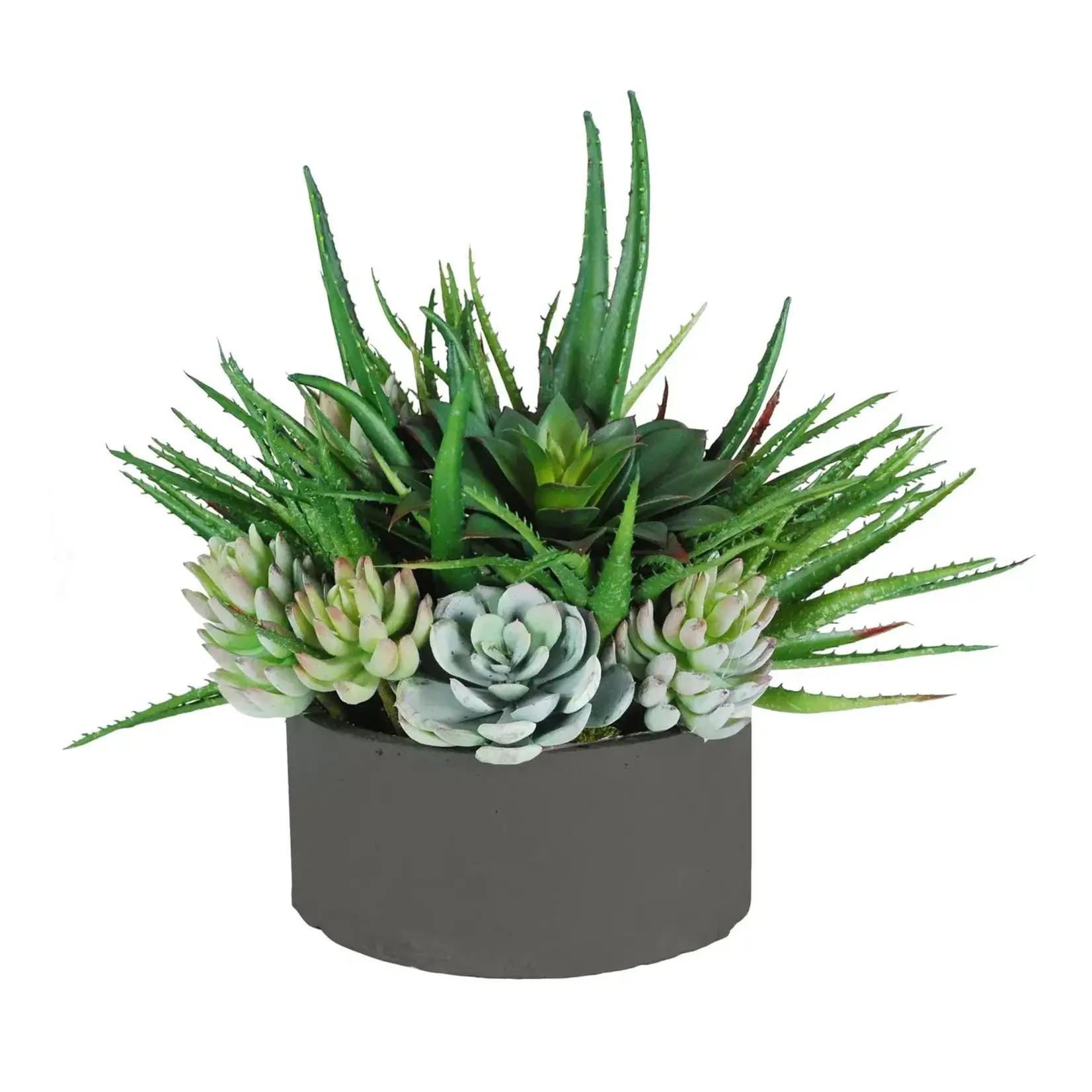 Winward Floral & Seasonal Decor Aloe Succulents Mix Tray Arrangement