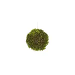 Winward Home Preserved Boxwood Ball 5"