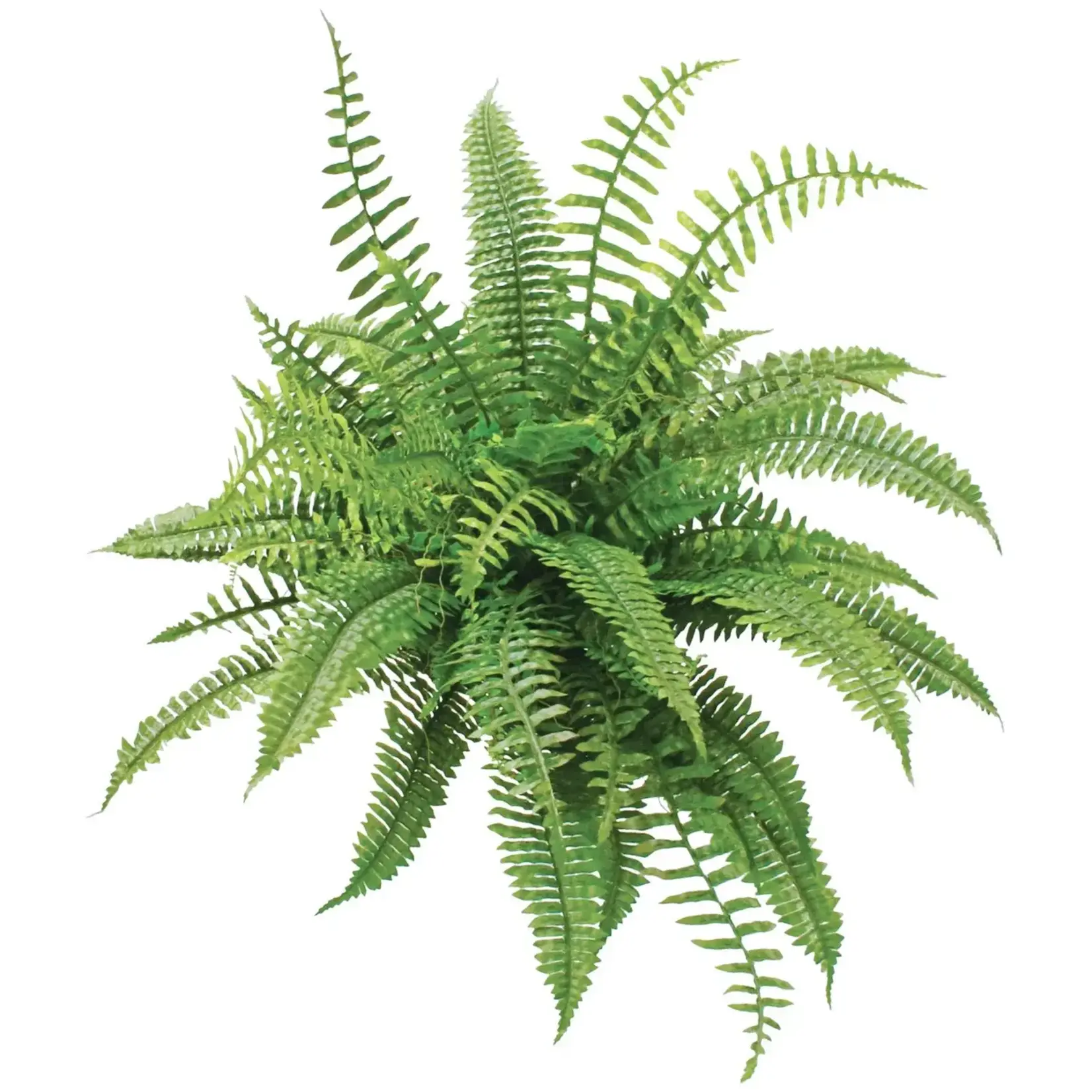Winward Home Artificial Staged Boston Fern 28"