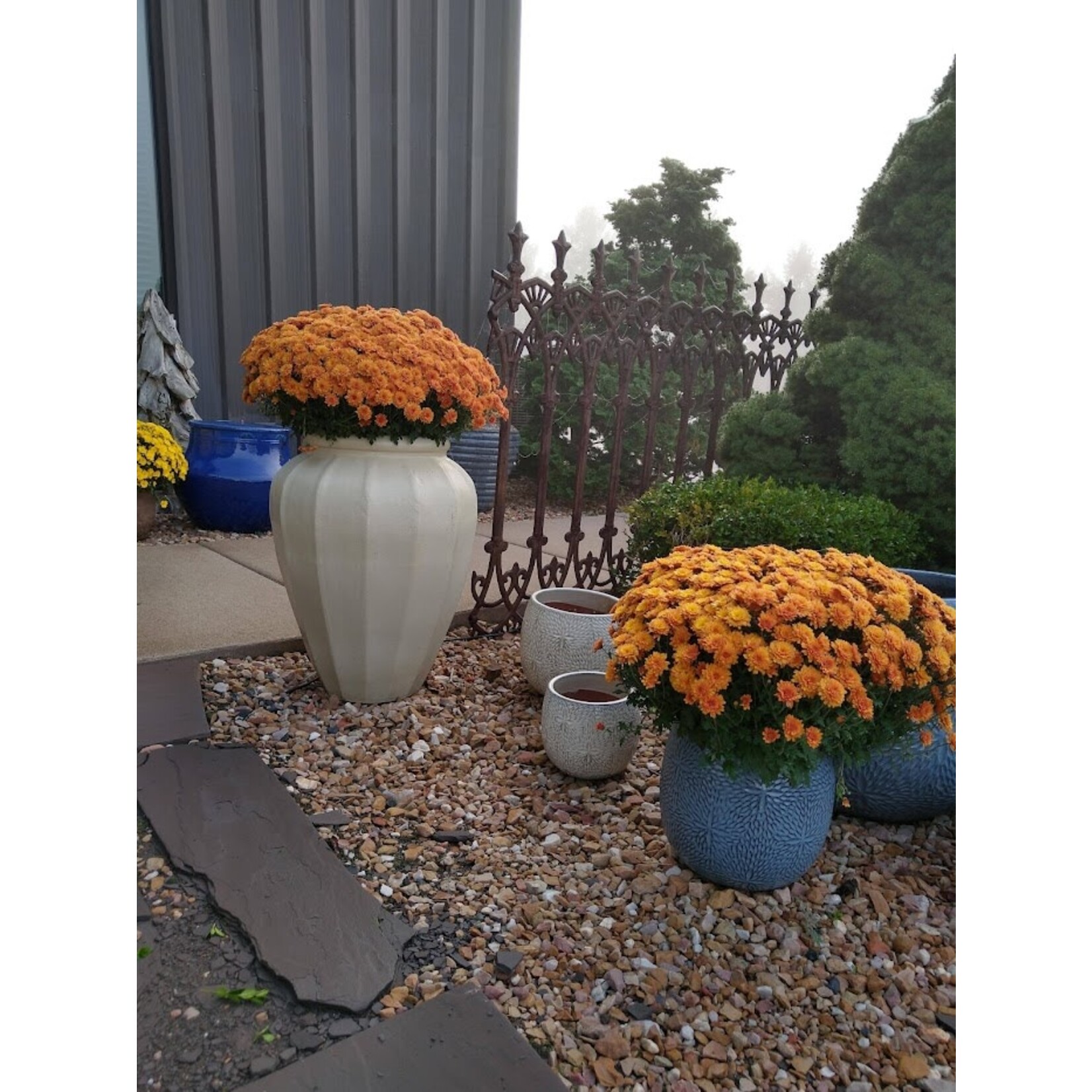 Campania Sand Dollar Planter Med French Blue 12″W x 11″H