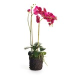 Napa Home and Garden Phalaenopsis x 2 Drop-In 29"