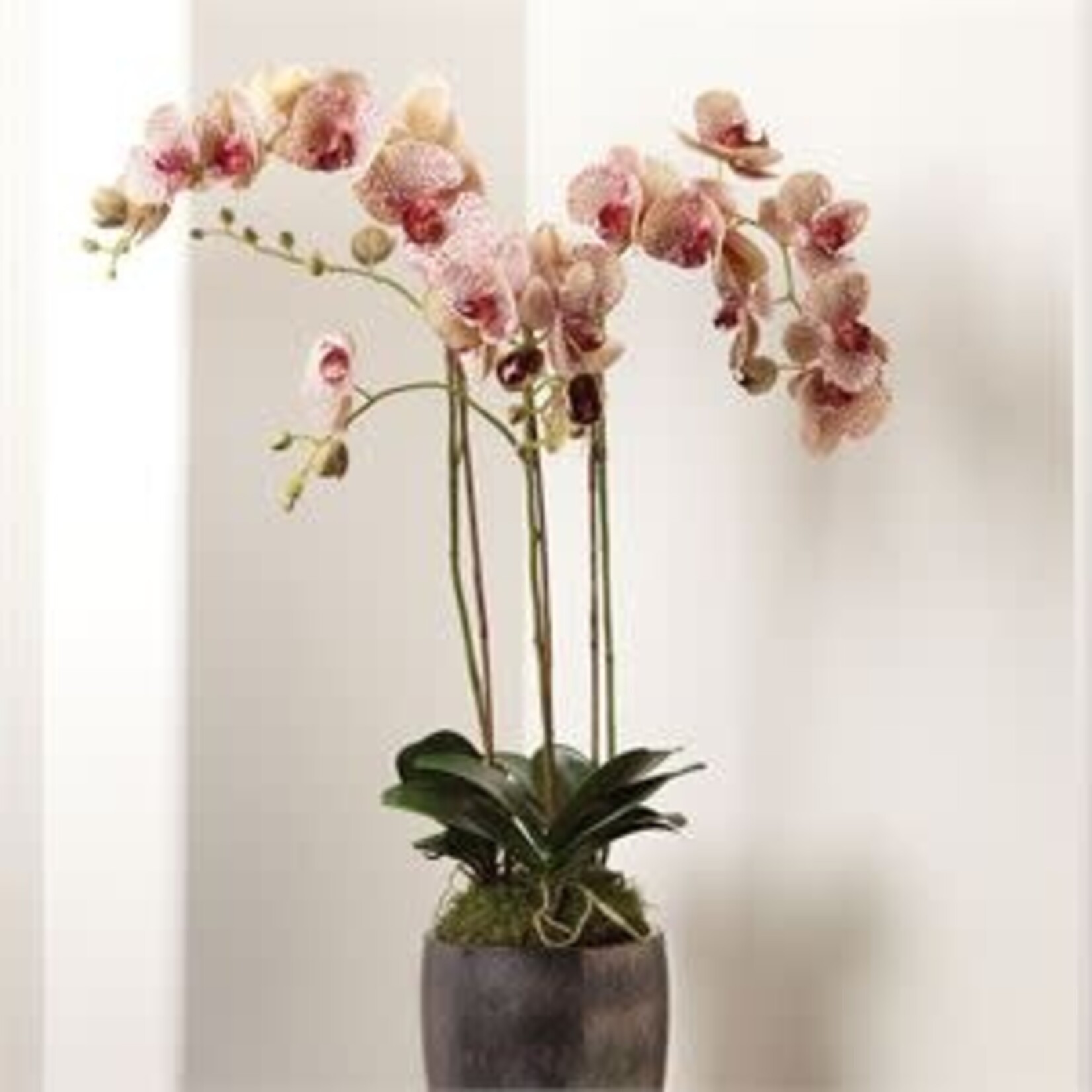 Napa Home and Garden Phalaenopsis Orchid Drop in Burgundy 32"