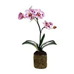 Winward Floral & Seasonal Decor Artificial Lavender White Phalaenopsis Orchid Root Ball 14"