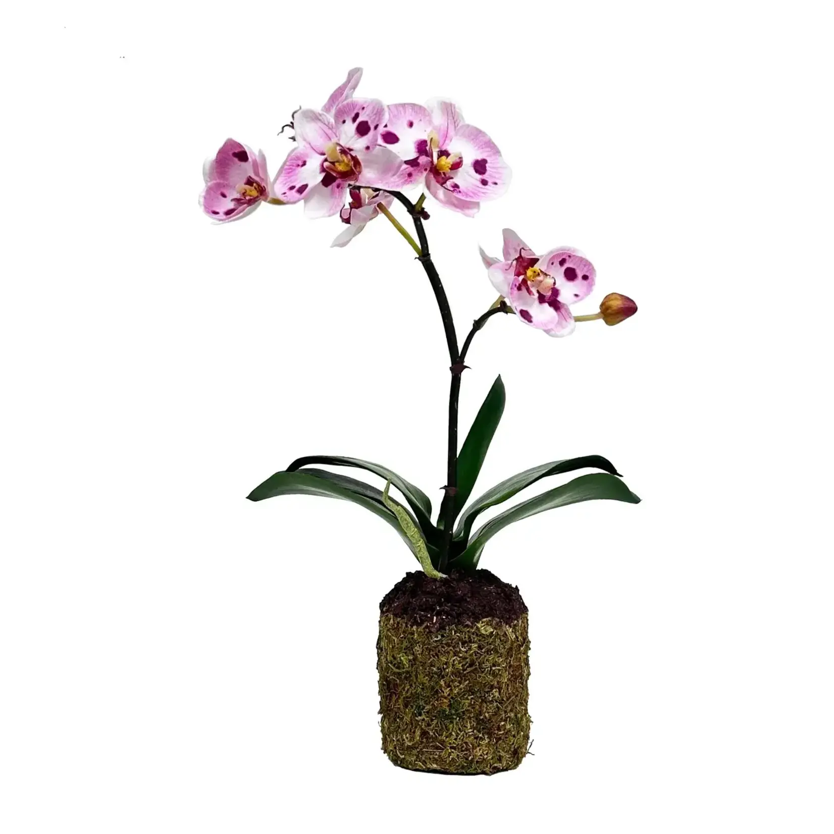 Winward Home Artificial Lavender White Phalaenopsis Orchid Root Ball 14"