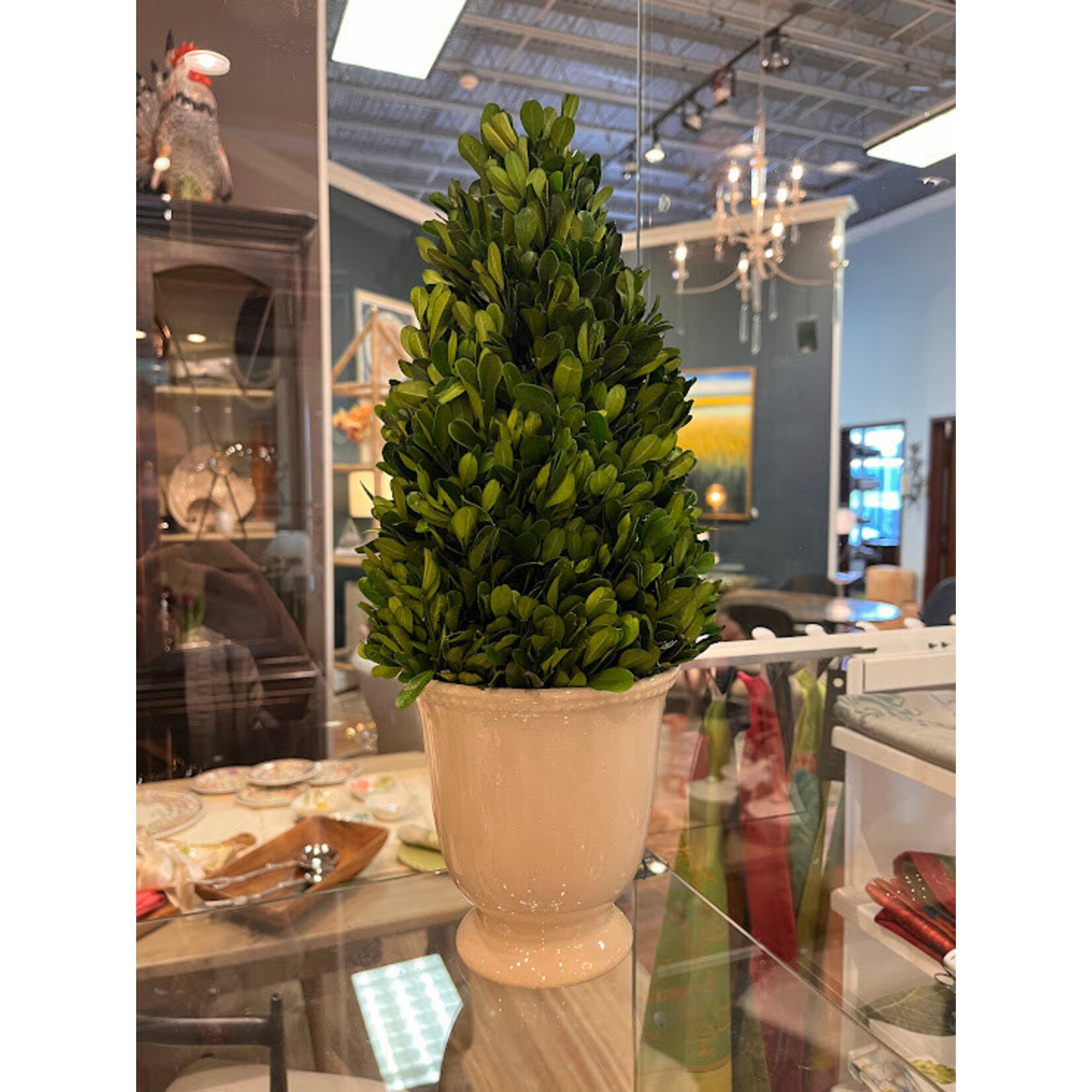 Napa Home and Garden Boxwood Cone In Beaded White Pot Topiary