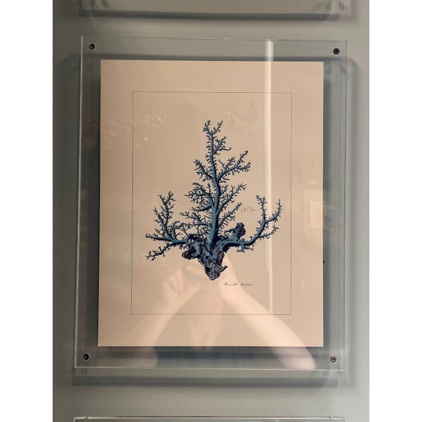 Two's Company Coral Wall Art Set of 4