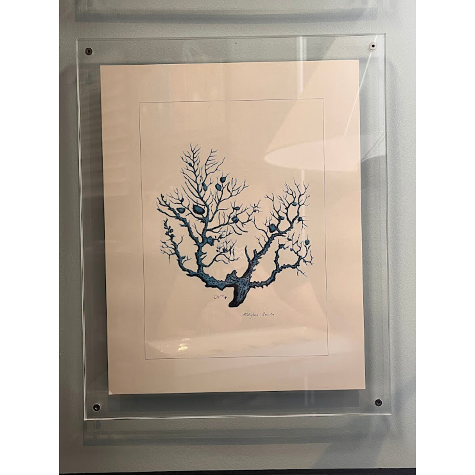 Two's Company Coral Wall Art Set of 4