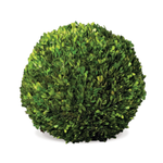 Winward Floral & Seasonal Decor Preserved Boxwood 16" Ball