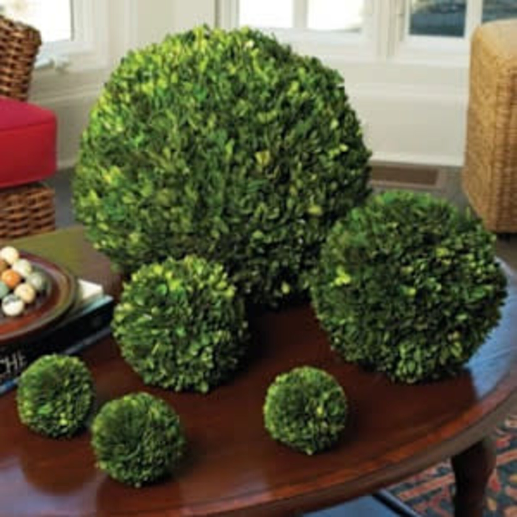 Winward Floral & Seasonal Decor Preserved Boxwood 16" Ball